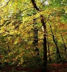 Produs nou: hidroxipropil tetrahidropiran triol (solubil în ulei)